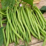 Légumes Secs - Haricot Emérite - 20 m - face recto